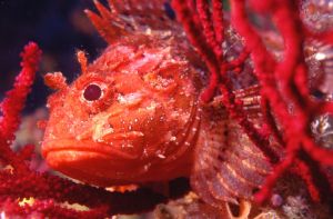 Scorpion Fish ("Rascasse"), Mediterranean Sea (Cassis), N... by Phil Lenz 